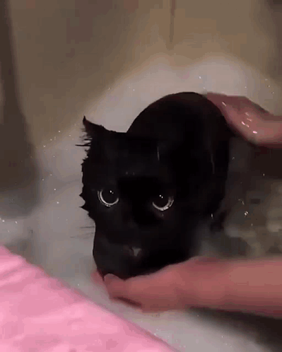 Black Cat Large Eyes GIF
