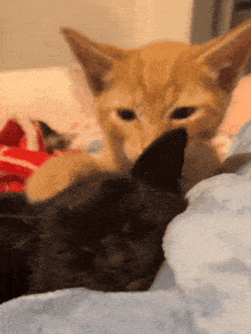 Black Cat Orange Cat GIF