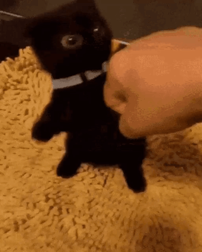 Black Cat Pawing At Hand Meow GIF