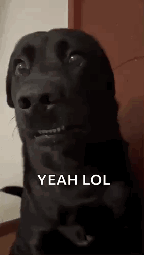 Black Dog GIF. This 282 x 498 animated GIF is part of our lol face collection. Created by bigben249. View the original animation, share it, or browse…