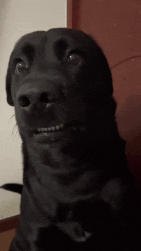 Black Dog GIF
