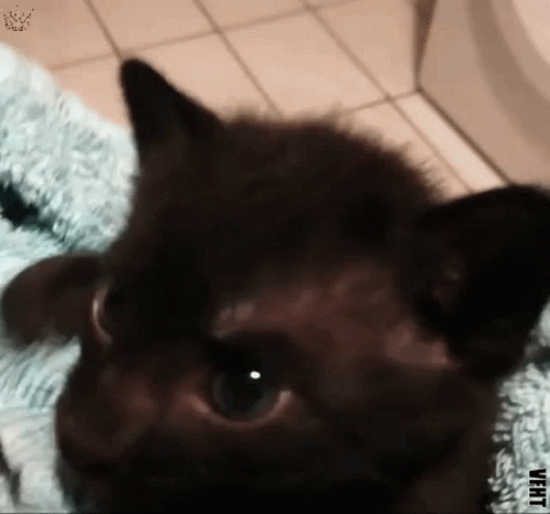 Black Kitten Caturday GIF