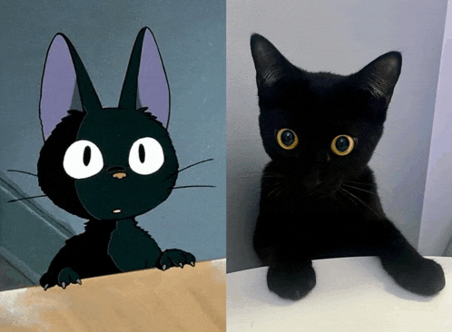 Black Kitty Meme