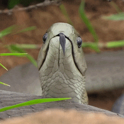 Black Mamba Mamba Face GIF