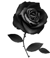 Black Rose Sticker