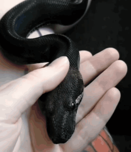 Black Snake Pet GIF. This 429 x 498 animated GIF is part of our snake collection. Related themes include black. Created by downfeather. View the original…
