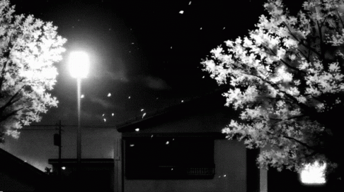 Black White GIF