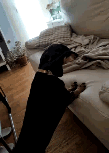Blacki Jump GIF