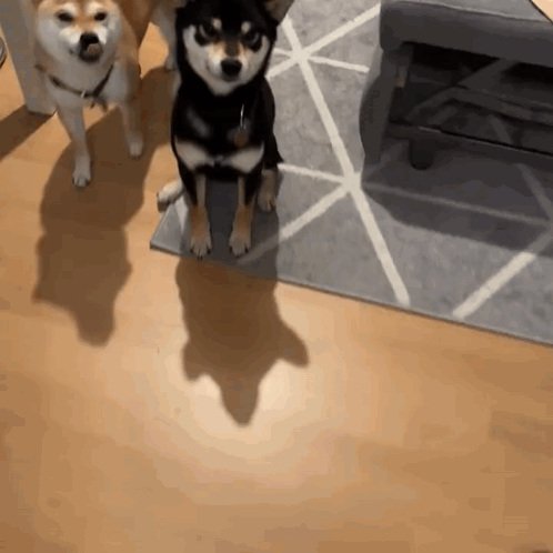 Blackshiba Blacktan GIF. This 498 x 498 animated GIF is part of our shiba inu smile collection. Related themes include excited, happy, hello. Created by…