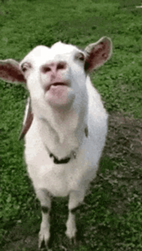Blah Blah Blah GIF