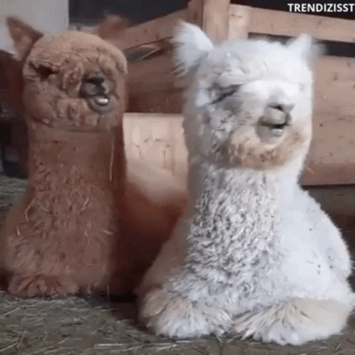 Blank Stare Alpacas GIF. This 498 x 498 animated GIF is part of our lama collection. Related themes include calm down, cinema, eating. Created by…