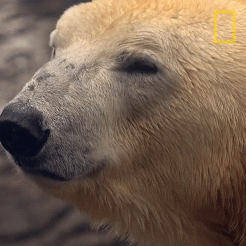 Blinking Nat Geo Wild GIF