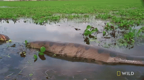 Bloated Monster Snakes GIF. This 498 x 280 animated GIF is part of our im a snake collection. Related themes include snake. Created by nationalgeographic…