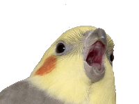 Blockatiel Parrot Sticker