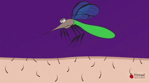 Blood Mosquito Bite GIF