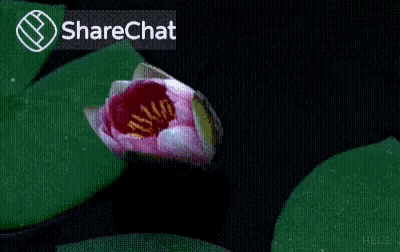 Bloom Flower GIF