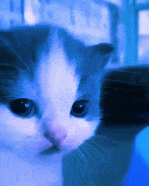 Blue Cat GIF