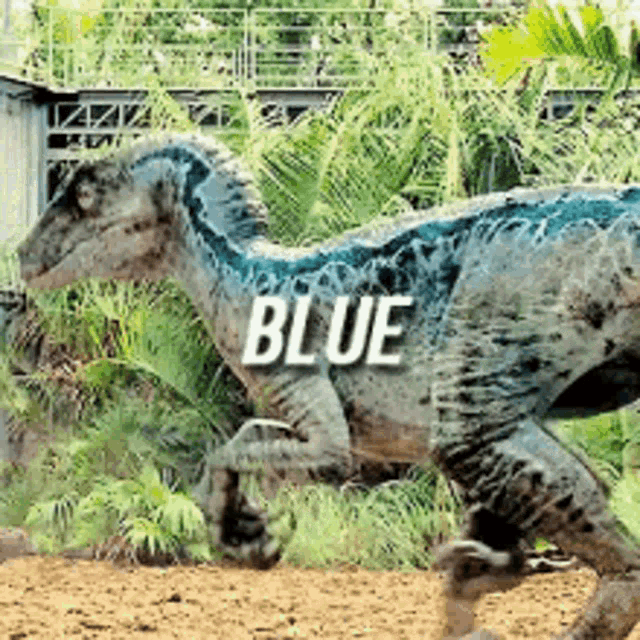 Blue Color GIF