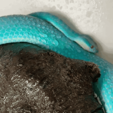 Blue Snake GIF. This 360 x 360 animated GIF is part of our im a snake collection. Related themes include blue, snake. Created by TrueSilver. View the…