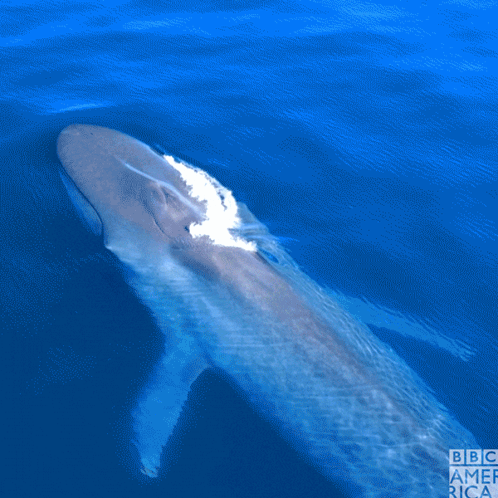Blue Whale GIF