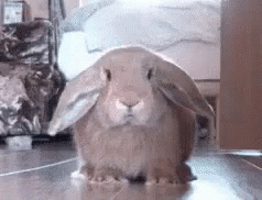 Blushing Smiles GIF