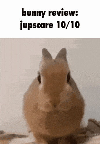 Bnuuy Bunny Review GIF