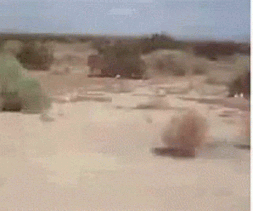 Bola De Feno Desert GIF