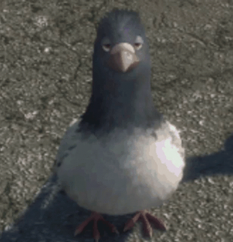 Bolt Pigeon GIF. This 479 x 498 animated GIF is part of our funny pigeon collection. Related themes include funny. Created by HypnoTheSpy. View the original…