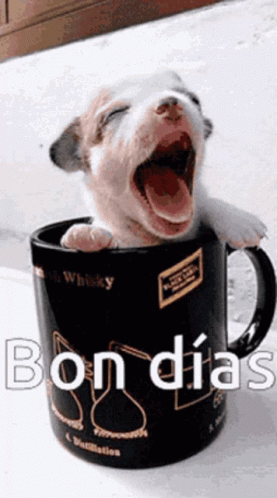 Bon Dias GIF