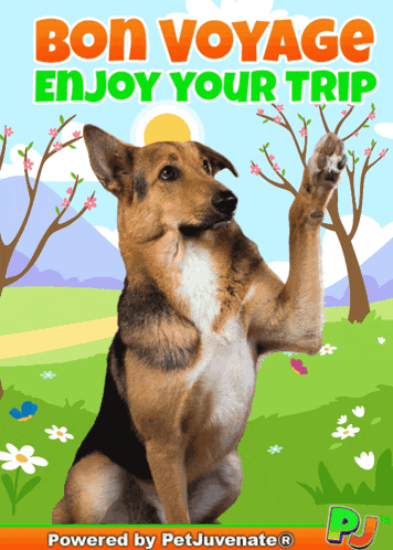 Bon Voyage Vacation Pj Petjuvenate Pj Funny Dog Gif Pet Caretakers Kennel Boot Camp Boarding GIF
