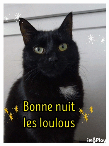 Bonne Nuit Les Loulous Bonne Nuit Chat GIF