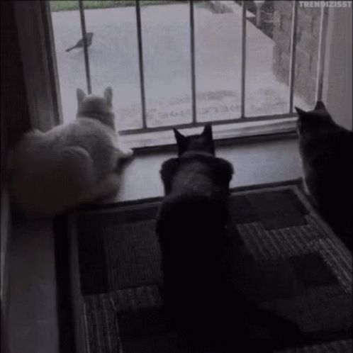 Boo Scared GIF