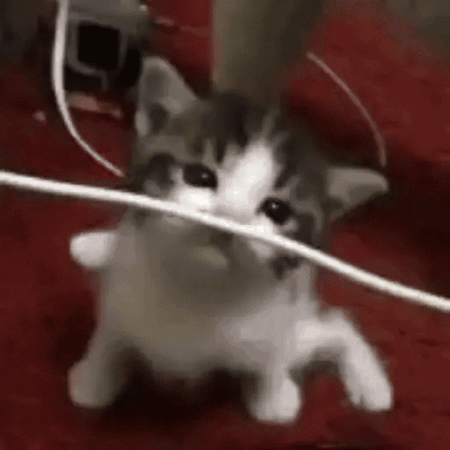 Boom Boom Cat Boom GIF