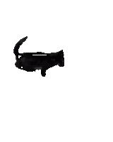 Boom Cat Sticker