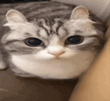 Boom Cat GIF