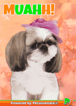Boop Bork Blep Boof And Hound Dog Dog Talk Love Doggo GIF