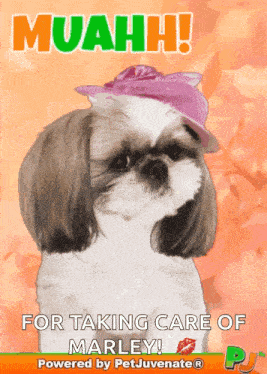 Boop Bork Blep Boof And Hound Dog Dog Talk Love Doggo GIF