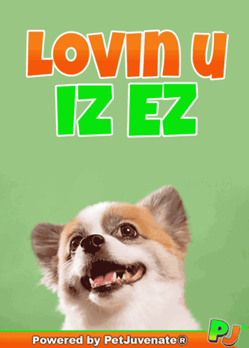 Boop Bork Blep Boof And Hound Dog Dog Talk Love Doggo GIF