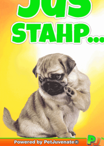 Boop Lets Boop Funny Boop Gif Love Cute Puppy Pug Cuddle Kiss Doggo A You Did What Funny Dog Gif Boop Bork Blep Boof And Hound Dog GIF