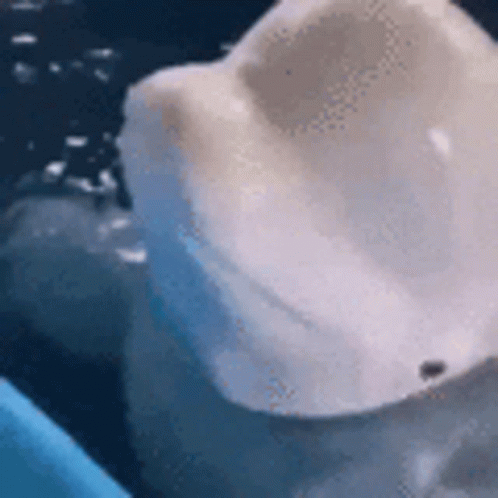 Boop Likeyacutg GIF