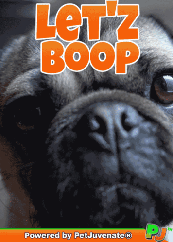 Boop The Snoot Funny Gif Boop Puppy Funny Gif Cute GIF
