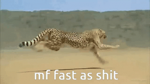 Boplap Cheetah GIF