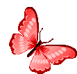 Borboletas Butterflies Sticker
