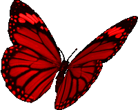 Borboletas Butterflies Sticker