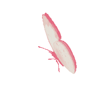 Borboletas Butterflies Sticker