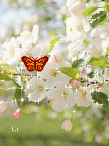Borboletas Butterflies GIF