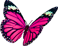 Borboletas Butterflies Sticker
