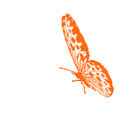 Borboletas Butterfly Sticker