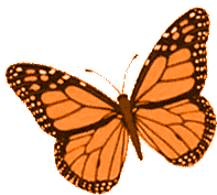 Borboletas Butterfly Sticker