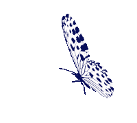 Borboletas Butterfly Sticker